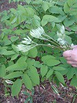 ウドの新芽