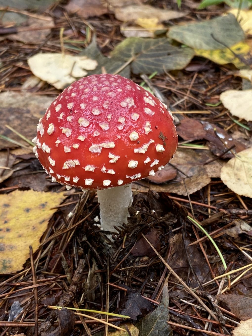 紅テングタケ。かわいいですが毒キノコです